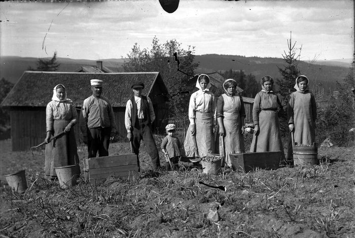 Potatisplockning 1914, glasplåt, foto: Rich. Johansson (farfarsarv.blogg.se).